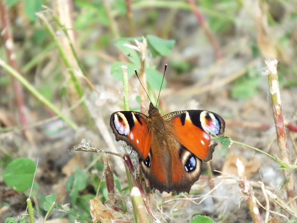Sempre uno splendore, Vanessa io